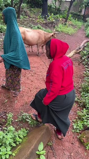 On joue pas avec la vache qui vient de donner naissance 🤰