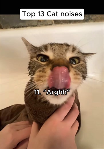 Top 13 Funny Cat Noises You Need to Hear