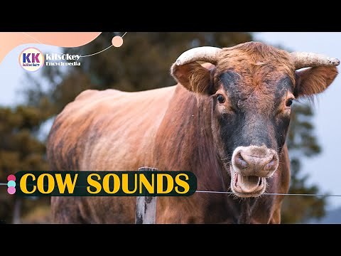 Cow Sound, Cow mooing, Cow sounds, Cow Sound Effect
