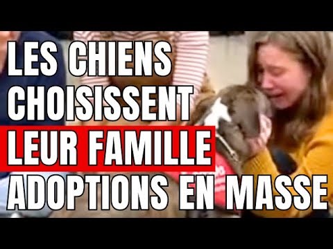 When dogs choose their humans — adoption moments