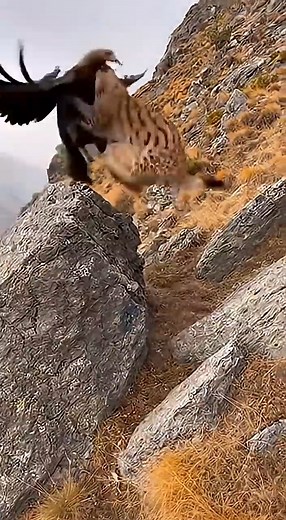 Lynx Ambushes Eagle on Mountain Cliff, see more khzyx.com/6285/ | Amazing World