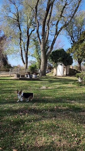 Morning Barn Chores on the Hobby Farm