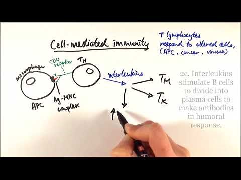 AS Biology - Cell-mediated immunity (OCR A Chapter 12.6)