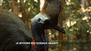 58K views · 905 reactions | Le cagou a beau être endémique, il n'est pas le seul oiseau qui ne sait pas voler... 藍捻 ► RDV le jeudi 29 février à 20H sur CANAL+ pour découvrir LE MYSTÈRE DES OISEAUX GÉANTS, un film documentaire signé CANAL+ ORIGINAL et ARTE, de Bertrand Loyer, produit par Saint Thomas Productions  | CANAL+ Calédonie | Facebook