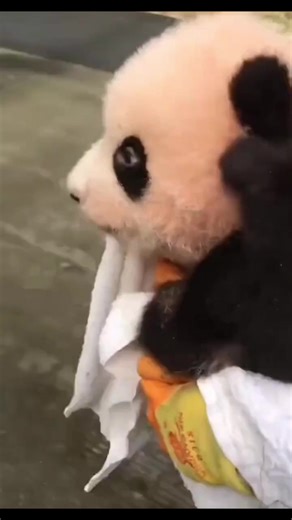 Adorable Panda Brings Good Luck and Positivity