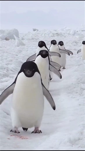 This Penguin Thought This Was a Good Idea 🐧