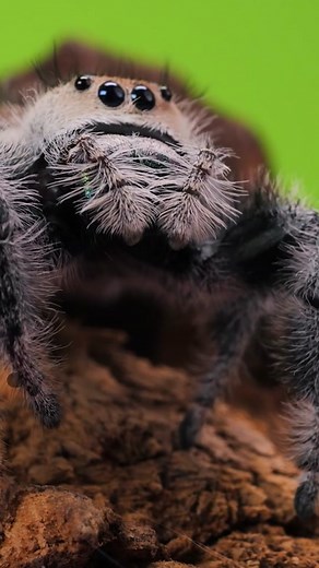 I wonder what they're dreaming about? #spider #jumpingspider #tarantula #petspider #pettarantula #pets #animals