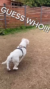 GUESS WHO!!! 🧈💛 we have a post adoption update on everyone’s favorite beluga whale corgi mix! Happy to report he kept part of his name, and goes by Butter 🧈! He is doing so great with his new family and is having all the tail wags! Congrats to your new home Butter! #seattleanimalshelter #over1millionviews #belugawhale #butter | Seattle Animal Shelter