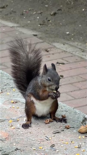 公園で木の実を食べるリスを撮影 黒竜江省ハルビン市