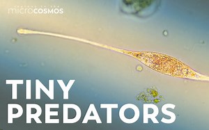 【微观之旅】如何在微观世界存活下来 康康眼鞭虫和榴弹虫的捕食策略