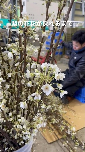 梨の花粉を採取する職人たち #ja #jaふくしま未来#そうま地区#梨#ナシ#なし#剪定枝#幸水#豊水#新興#花粉#受粉#葯採取機#花粉精選機