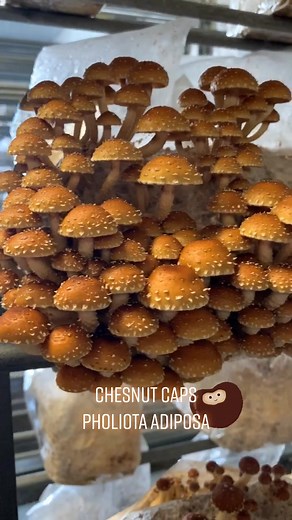 Delicious Vegan Chesnut Caps Farming | Organic & Sustainable Mushrooms