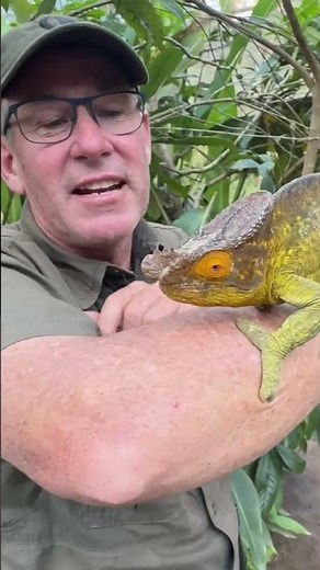 One of the most interesting reptiles on our planet. 🌍🦎