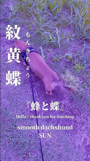 2025年10月16日(木) 『蝶のように舞い、蜂のように刺す！』モハメド・アリ(カシアス・クレイ)#smooth dachshund🍀#スムースダックスフンド🍀