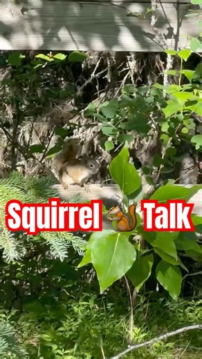 Squirrel 🐿️ Talk #alaska #squirrel #wildlife