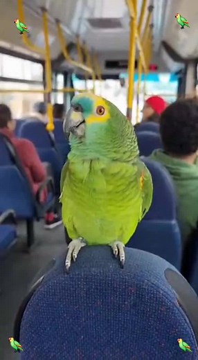 Papagaio Engraçado e Desbocado Dentro do Ônibus