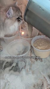 Easy Homemade Wet Cat Food