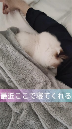 #shorts #ラグドール #子猫 #猫のいる生活 #甘えん坊猫 #ぬいぐるみ猫