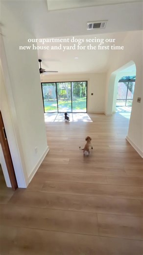 Dachshund Finds New Home: A Heartwarming Journey
