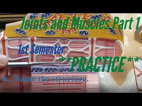 Joints, Muscles Part 1: Practice for A&P Lab: Naming muscles, joints, and micro. muscle cell models