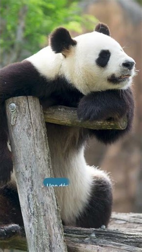 Pourquoi les pandas géants Huan Huan et Yuan Zi quittent Beauval