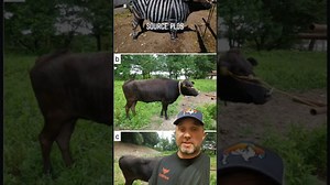 Effective Strategies for Reducing Cattle Fly Infestations on Ranches