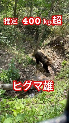 巨大ヒグマ推定400kg超#ヒグマ#北海道#bear#動物#自然#ひぐま#熊#くま#クマ#wildlife#ハンティング#狩猟#ベアマウンテン#巨大#オソ18