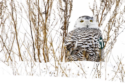 Ask the Master Naturalist: Minnesota hosts a variety of owls — both native and visitors alike