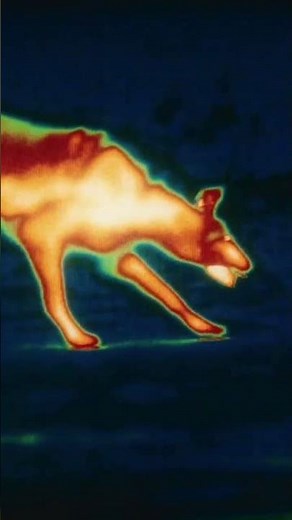 This Disgusting Prey Scene Is Actually One Of The Movie's Best Easter Eggs