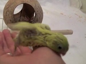 Parrotlets Sale Tame Hand-Fed "American Yellow Parrotlets