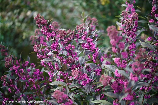 Beautyberry – How to Grow and Care for Callicarpa shrubs - Garden Design