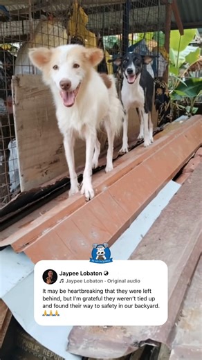 NO ANIMALS SHOULD BE LEFT BEHIND 🐶🐈 WATCH: An animal rescuer from Himamaylan City, Negros Occidental, fed stranded dogs and a cat seeking shelter in his backyard on Nov. 5, after the Typhoon Tino onslaught. Uploader Jaypee Lobaton told the Inquirer that the white dog, whom he has been feeding since last year, came to him along with the other animals to seek his help. After learning that their owners had left them behind when they evacuated on Nov. 4, he promptly helped the animals, who are now