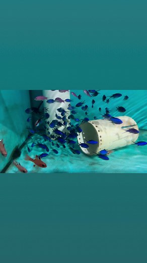 1.8K views · 14 reactions | The amazing Blue Reef Chromis朗 | Iwarna Aquafarm | Facebook