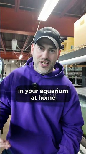 BEST Algae Eating Snail for Outdoor Ponds