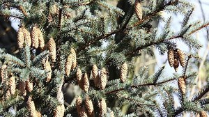 Picea abies, the Norway spruce or European spruce, is a species of spruce native to Northern, Central and Eastern Europe.