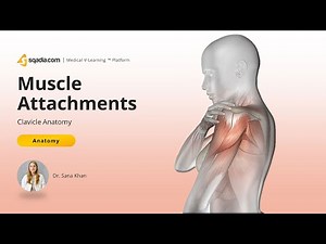 Clavicle Anatomy | Muscle Attachments | Acromial and Sternal End | Conoid Tubercle