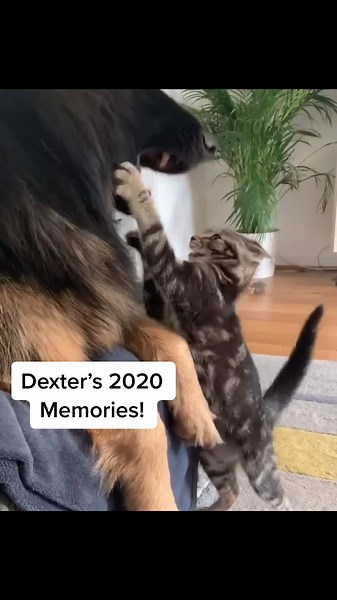 Dexter still had a good 2020 despite everything going on! #foryoupage #2020memories #dogsoftiktok