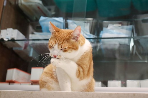 Is My Cat Bored? 9 Signs To Watch Out For - Cats.com