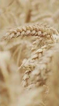 Exodus 12 Summary (KJV): The Passover Story #shorts