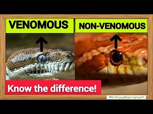 Venomous vs Non Venomous Snakes – How to Identify Them Easily ?