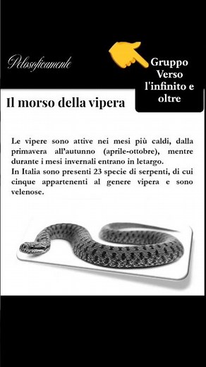 Cosa fare se il tuo animale viene morso da una vipera...