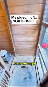 36K views · 371 reactions | Freshly cleaned, neatly sorted, and ready for flight! ️✨ Spot the champions already chilling in their loft. #PigeonLife #LoftGoals #BirdCare #RacingPigeons | SkyRacer - Pigeon Racing | Facebook