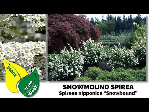 SNOWMOUND SPIREA | Spiraea nipponica “Snowbound”