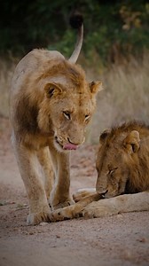 Lions, Felines, Mammals. Free Stock Video
