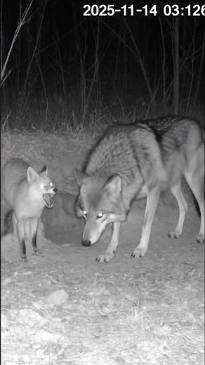 A Fox Defends Its Den From a Wolf — Brave and Unexpected Moment #Fox #Wolf #WildNature