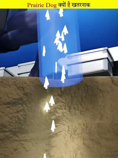 Why are prairie dogs considered so dangerous