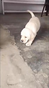 393K views · 6.8K reactions | 2 மாத குட்டி LAB வந்திருக்கு殺 #anshikamobiledoglover #kanyakumaridoglover #dogloversajin #doglover #dogadoption #dogrescue | Anshika Mobiles | Facebook