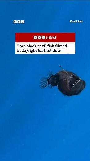 Researchers in Tenerife have caught what's believed to be the first images of an adult black seadevil anglerfish near the ocean's surface. The deep-sea predator, usually found at depths of 200 to 2,000 metres, “only survived for a few hours”, local media reported. BBC News #DevilFish #Fish #Sea #Nature | BBC One