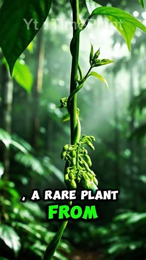 The Most Magical Vine on Earth #timelapse #nature #flowers