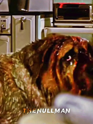 Cujo Dog Actor: Sigma Dog Story